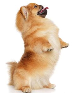 能够直立行走的狗(狗为什么不能直立行走)-警犬训练器材厂家 _警犬训练用品_工作犬训练用品-南京开久警犬装备