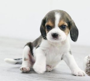 比格犬价格(比格犬价格多少钱一只)-警犬训练器材厂家 _警犬训练用品_工作犬训练用品-南京开久警犬装备