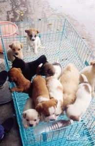 成都哪里有正规的宠物店在哪买正规的狗狗-警犬训练器材厂家 _警犬训练用品_工作犬训练用品-南京开久警犬装备