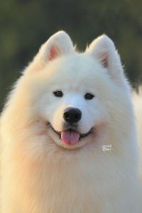 镇江莉莉犬舍(镇江莉莉犬舍官网)-警犬训练器材厂家 _警犬训练用品_工作犬训练用品-南京开久警犬装备