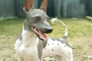 墨西哥无毛犬价格(墨西哥五毛犬的 *** )-警犬训练器材厂家 _警犬训练用品_工作犬训练用品-南京开久警犬装备