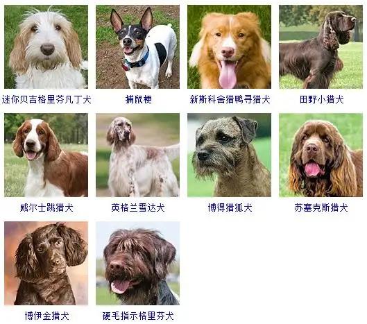 罗得西亚脊背犬介绍(罗得西亚脊背犬打猎) - 警犬训练器材厂家 _警犬训练用品_工作犬训练用品-南京开久警犬装备-警犬训练器材厂家 _警犬训练用品_工作犬训练用品-南京开久警犬装备