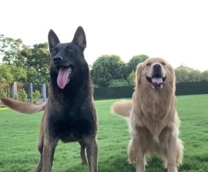 波波乐是什么品种的狗(网红波波乐是什么品种)-警犬训练器材厂家 _警犬训练用品_工作犬训练用品-南京开久警犬装备