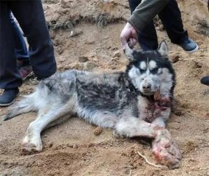 杀狗退毛技巧(杀狗是扒皮还是退毛)-警犬训练器材厂家 _警犬训练用品_工作犬训练用品-南京开久警犬装备