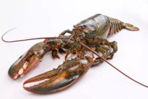 波斯顿梗狗的寿命，波士顿龙虾寿命-警犬训练器材厂家 _警犬训练用品_工作犬训练用品-南京开久警犬装备