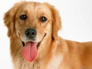 2019年宠物狗市场行情，宠物狗市场行情如何-警犬训练器材厂家 _警犬训练用品_工作犬训练用品-南京开久警犬装备