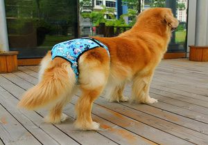 狗会来月经吗？猫猫狗狗会来月经吗-警犬训练器材厂家 _警犬训练用品_工作犬训练用品-南京开久警犬装备