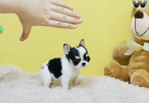 袖珍犬品种大全(袖珍犬品种大全价格)-警犬训练器材厂家 _警犬训练用品_工作犬训练用品-南京开久警犬装备