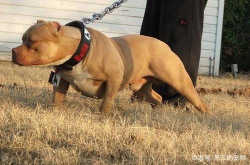 比特犬不厉害_比特犬不厉害还是高加索犬厉害 - 警犬训练器材厂家 _警犬训练用品_工作犬训练用品-南京开久警犬装备-警犬训练器材厂家 _警犬训练用品_工作犬训练用品-南京开久警犬装备
