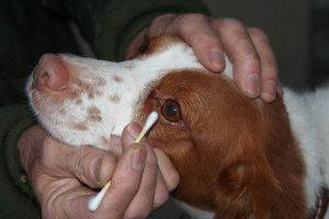 小狗上火怎么办(小狗上火了怎么办呀)-警犬训练器材厂家 _警犬训练用品_工作犬训练用品-南京开久警犬装备