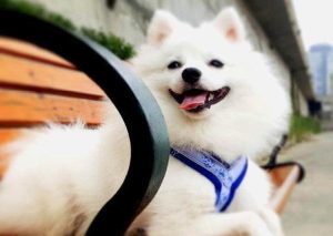 狗狗吃什么毛发亮？狗狗美毛吃什么-警犬训练器材厂家 _警犬训练用品_工作犬训练用品-南京开久警犬装备