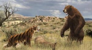 犬熊vs短面熊(伟犬熊vs短面熊)-警犬训练器材厂家 _警犬训练用品_工作犬训练用品-南京开久警犬装备