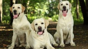 拉布拉多巡回猎犬(拉布拉多巡回猎犬幼犬 *** )-警犬训练器材厂家 _警犬训练用品_工作犬训练用品-南京开久警犬装备