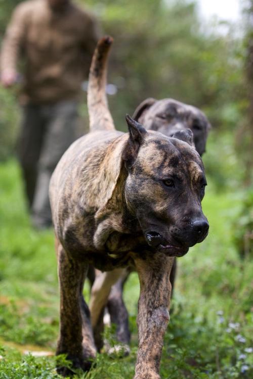 加纳利犬分几种？加纳利犬有几种品种 - 警犬训练器材厂家 _警犬训练用品_工作犬训练用品-南京开久警犬装备-警犬训练器材厂家 _警犬训练用品_工作犬训练用品-南京开久警犬装备
