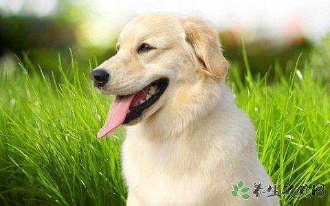 狗苦胆变大的原因(羊的苦胆变大是什么原因) - 警犬训练器材厂家 _警犬训练用品_工作犬训练用品-南京开久警犬装备-警犬训练器材厂家 _警犬训练用品_工作犬训练用品-南京开久警犬装备