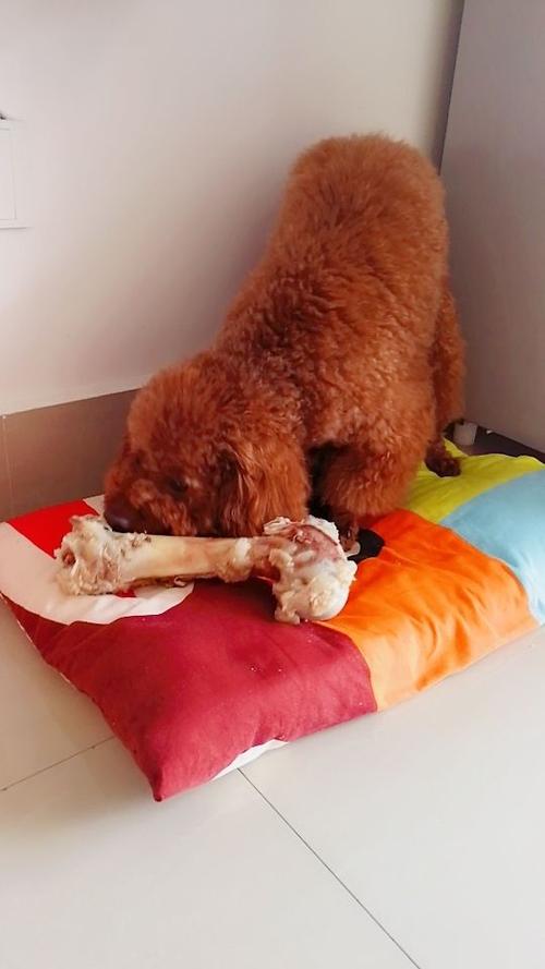 狗狗有东西在我身体里面了 - 警犬训练器材厂家 _警犬训练用品_工作犬训练用品-南京开久警犬装备-警犬训练器材厂家 _警犬训练用品_工作犬训练用品-南京开久警犬装备