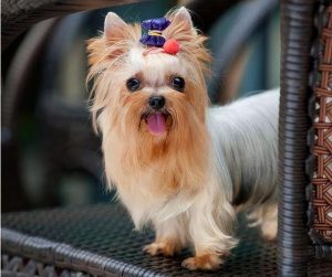 中小型犬价格_中小型犬推荐-警犬训练器材厂家 _警犬训练用品_工作犬训练用品-南京开久警犬装备