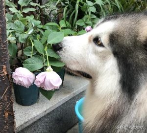 世界十大最好的狩猎犬(世界十大狩猎步枪排名)-警犬训练器材厂家 _警犬训练用品_工作犬训练用品-南京开久警犬装备