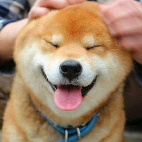 柴犬市场价格(纯柴犬狗多少钱一只) - 警犬训练器材厂家 _警犬训练用品_工作犬训练用品-南京开久警犬装备-警犬训练器材厂家 _警犬训练用品_工作犬训练用品-南京开久警犬装备