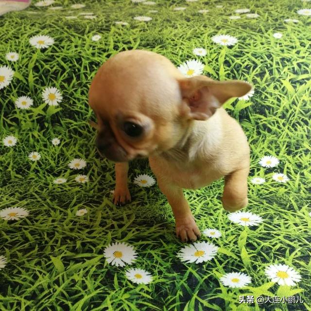 吉娃娃狗吃什么最好(吉娃娃狗感冒吃什么药) - 警犬训练器材厂家 _警犬训练用品_工作犬训练用品-南京开久警犬装备-警犬训练器材厂家 _警犬训练用品_工作犬训练用品-南京开久警犬装备