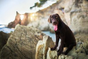 导盲犬小q是什么狗其实就是拉布拉多-警犬训练器材厂家 _警犬训练用品_工作犬训练用品-南京开久警犬装备