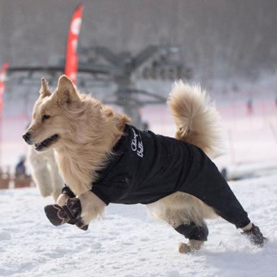 为什么不让狗烤火(为什么说狗不能烤火) - 警犬训练器材厂家 _警犬训练用品_工作犬训练用品-南京开久警犬装备-警犬训练器材厂家 _警犬训练用品_工作犬训练用品-南京开久警犬装备