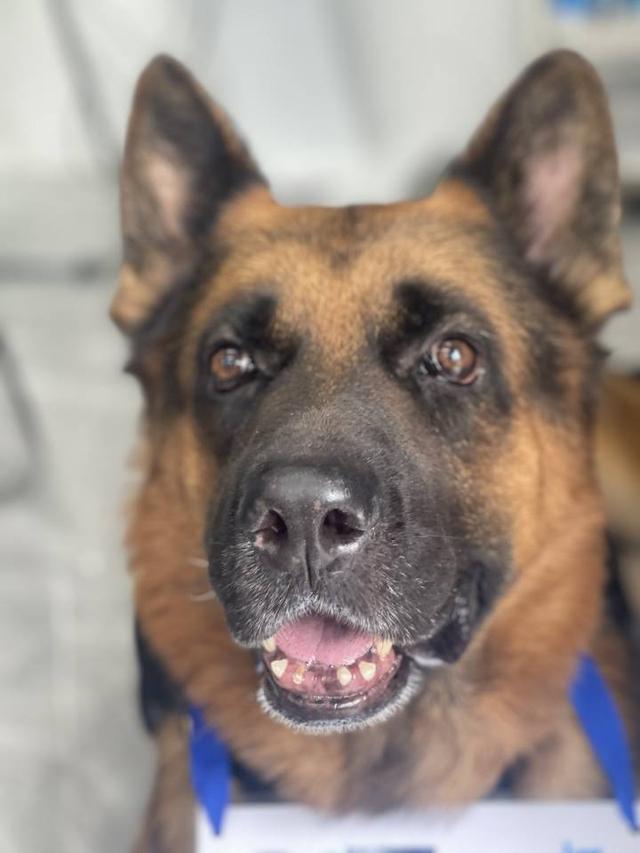 查狗狗品种软件 如何查狗狗的品种 - 警犬训练器材厂家 _警犬训练用品_工作犬训练用品-南京开久警犬装备-警犬训练器材厂家 _警犬训练用品_工作犬训练用品-南京开久警犬装备