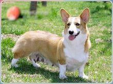 威尔士柯基犬有几种颜色？威尔士柯基犬的特点-警犬训练器材厂家 _警犬训练用品_工作犬训练用品-南京开久警犬装备