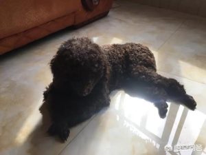 人学狗狗的姿势_狗狗睡觉姿势-警犬训练器材厂家 _警犬训练用品_工作犬训练用品-南京开久警犬装备