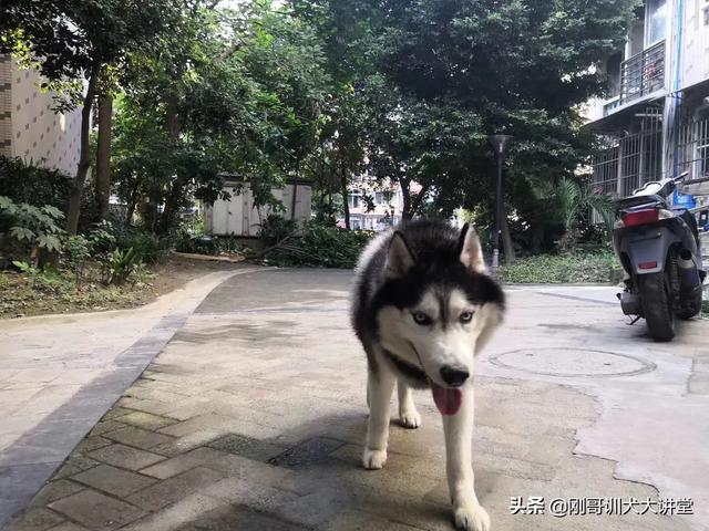 怎么判断狗狗毛囊坏死？狗狗皮肤毛囊坏死 *** - 警犬训练器材厂家 _警犬训练用品_工作犬训练用品-南京开久警犬装备-警犬训练器材厂家 _警犬训练用品_工作犬训练用品-南京开久警犬装备