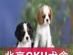 查理士王小猎犬价格(查理士王小猎犬价格及 *** )-警犬训练器材厂家 _警犬训练用品_工作犬训练用品-南京开久警犬装备