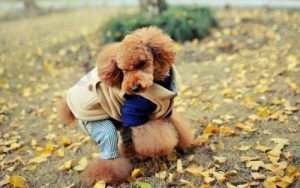 买狗需要注意什么(养狗的注意事项)-警犬训练器材厂家 _警犬训练用品_工作犬训练用品-南京开久警犬装备