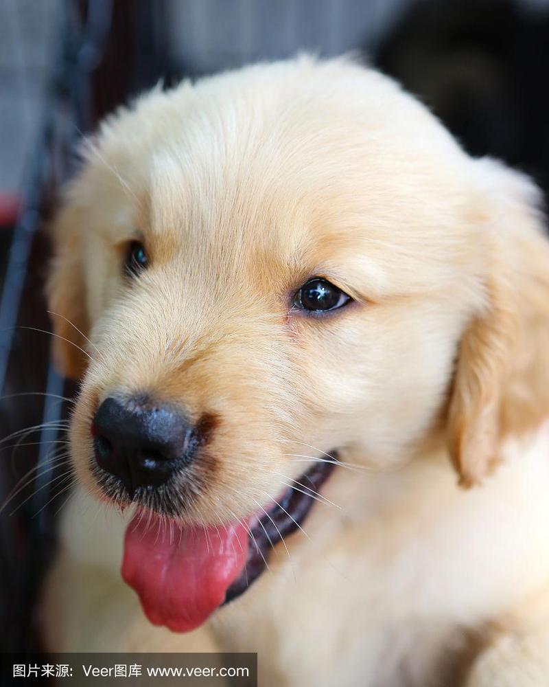 金毛猎犬价格(红毛猎犬和金毛的区别) - 警犬训练器材厂家 _警犬训练用品_工作犬训练用品-南京开久警犬装备-警犬训练器材厂家 _警犬训练用品_工作犬训练用品-南京开久警犬装备