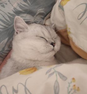 宠物店狗狗洗澡价格表(宠物店狗狗洗澡多少钱)-警犬训练器材厂家 _警犬训练用品_工作犬训练用品-南京开久警犬装备