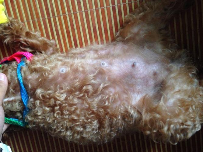 狗桃子4天有血但不肿 - 警犬训练器材厂家 _警犬训练用品_工作犬训练用品-南京开久警犬装备-警犬训练器材厂家 _警犬训练用品_工作犬训练用品-南京开久警犬装备