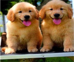 纯种金毛犬价格多少(四个月大的纯种金毛犬 *** )-警犬训练器材厂家 _警犬训练用品_工作犬训练用品-南京开久警犬装备