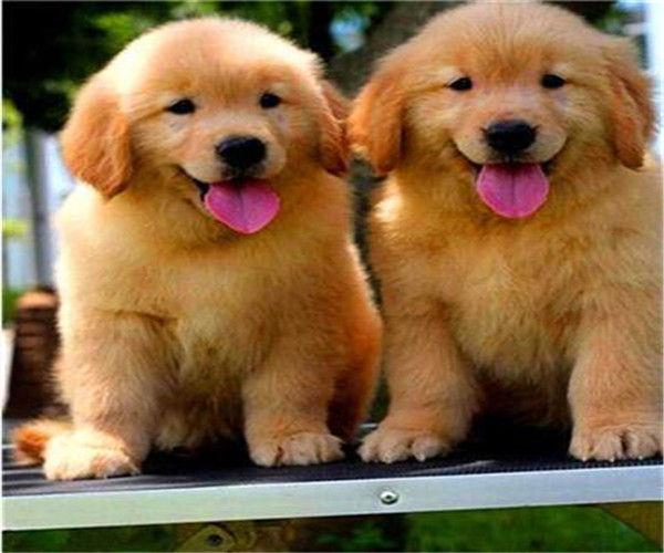 纯种金毛犬价格多少(四个月大的纯种金毛犬 *** ) - 警犬训练器材厂家 _警犬训练用品_工作犬训练用品-南京开久警犬装备-警犬训练器材厂家 _警犬训练用品_工作犬训练用品-南京开久警犬装备