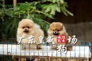 广州信誉好的狗场(广州信誉好的狗场2021)-警犬训练器材厂家 _警犬训练用品_工作犬训练用品-南京开久警犬装备