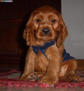 可卡犬价格多少钱一只(美卡犬 价格)-警犬训练器材厂家 _警犬训练用品_工作犬训练用品-南京开久警犬装备