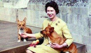 各国元首的狗(伦敦奥运会各国元首)-警犬训练器材厂家 _警犬训练用品_工作犬训练用品-南京开久警犬装备