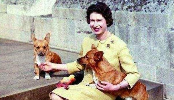 各国元首的狗(伦敦奥运会各国元首) - 警犬训练器材厂家 _警犬训练用品_工作犬训练用品-南京开久警犬装备-警犬训练器材厂家 _警犬训练用品_工作犬训练用品-南京开久警犬装备