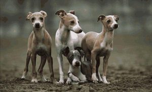 格力犬撵兔子，格力犬撵兔子叫膛怎么办?-警犬训练器材厂家 _警犬训练用品_工作犬训练用品-南京开久警犬装备