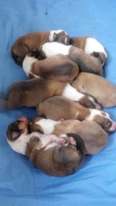 刚出生的小狗怎么喂养(刚出生的小狗没有狗妈妈能养活吗)-警犬训练器材厂家 _警犬训练用品_工作犬训练用品-南京开久警犬装备