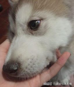 如何得的狗瘟萌宠-警犬训练器材厂家 _警犬训练用品_工作犬训练用品-南京开久警犬装备