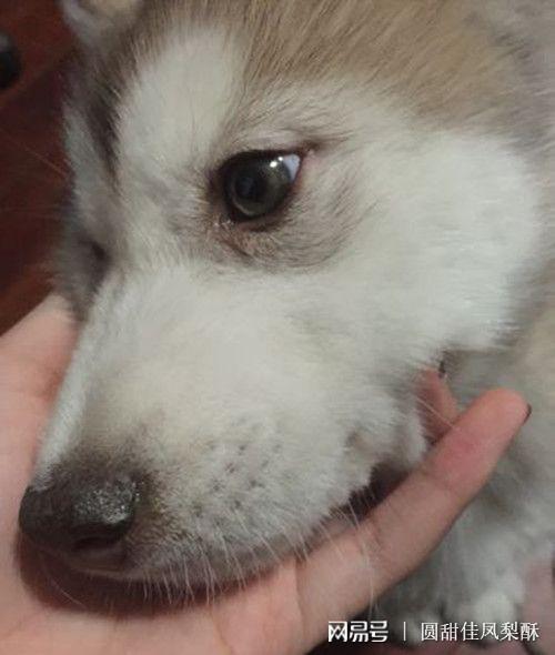 如何得的狗瘟萌宠 - 警犬训练器材厂家 _警犬训练用品_工作犬训练用品-南京开久警犬装备-警犬训练器材厂家 _警犬训练用品_工作犬训练用品-南京开久警犬装备