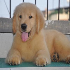 金毛幼犬价格(纯种金毛幼犬价格)-警犬训练器材厂家 _警犬训练用品_工作犬训练用品-南京开久警犬装备