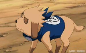 布鲁是什么狗(布鲁是什么颜色)-警犬训练器材厂家 _警犬训练用品_工作犬训练用品-南京开久警犬装备