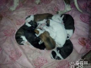 天津狗狗网_天津哪里领养狗狗-警犬训练器材厂家 _警犬训练用品_工作犬训练用品-南京开久警犬装备