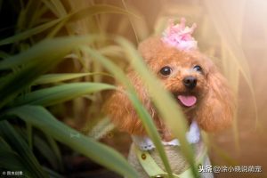 泰迪狗一顿吃多少狗粮(泰迪狗一顿吃多少狗粮合适)-警犬训练器材厂家 _警犬训练用品_工作犬训练用品-南京开久警犬装备