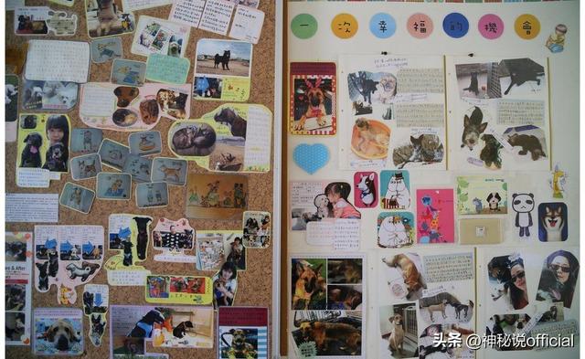 爱狗人士大宝妈个人信息(爱狗人士大宝妈个人信息被公开) - 警犬训练器材厂家 _警犬训练用品_工作犬训练用品-南京开久警犬装备-警犬训练器材厂家 _警犬训练用品_工作犬训练用品-南京开久警犬装备